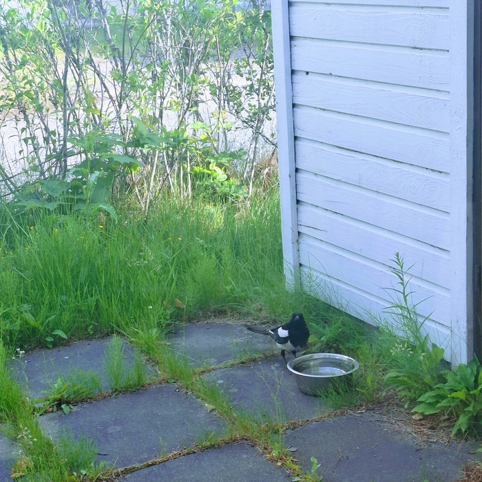 Harakka on nesteytymässä pirkkalalaisen aktivistin kotipihalla kesän helteillä